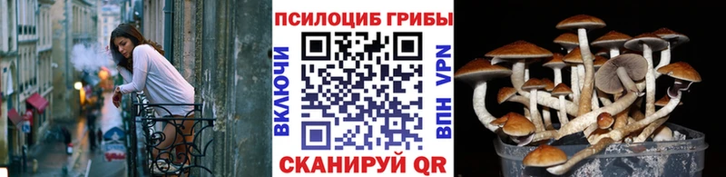 Купить где  Шахунья  Псилоцибиновые грибы мухоморы 